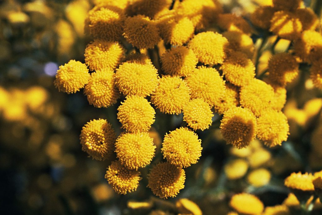 Tansy flowers