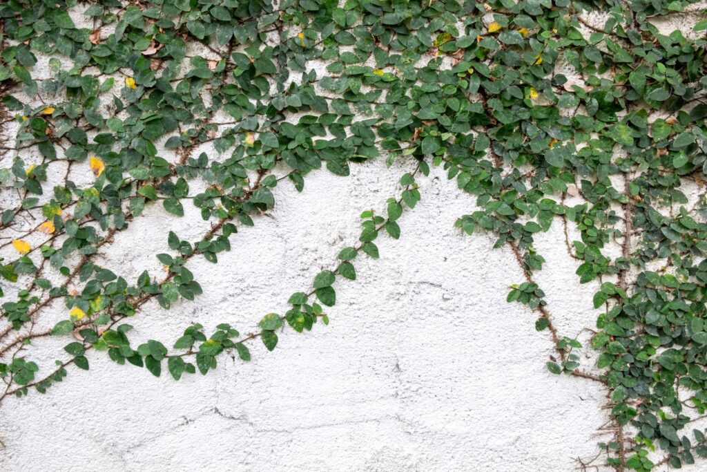 A climbing wall plant Ficus pumilia