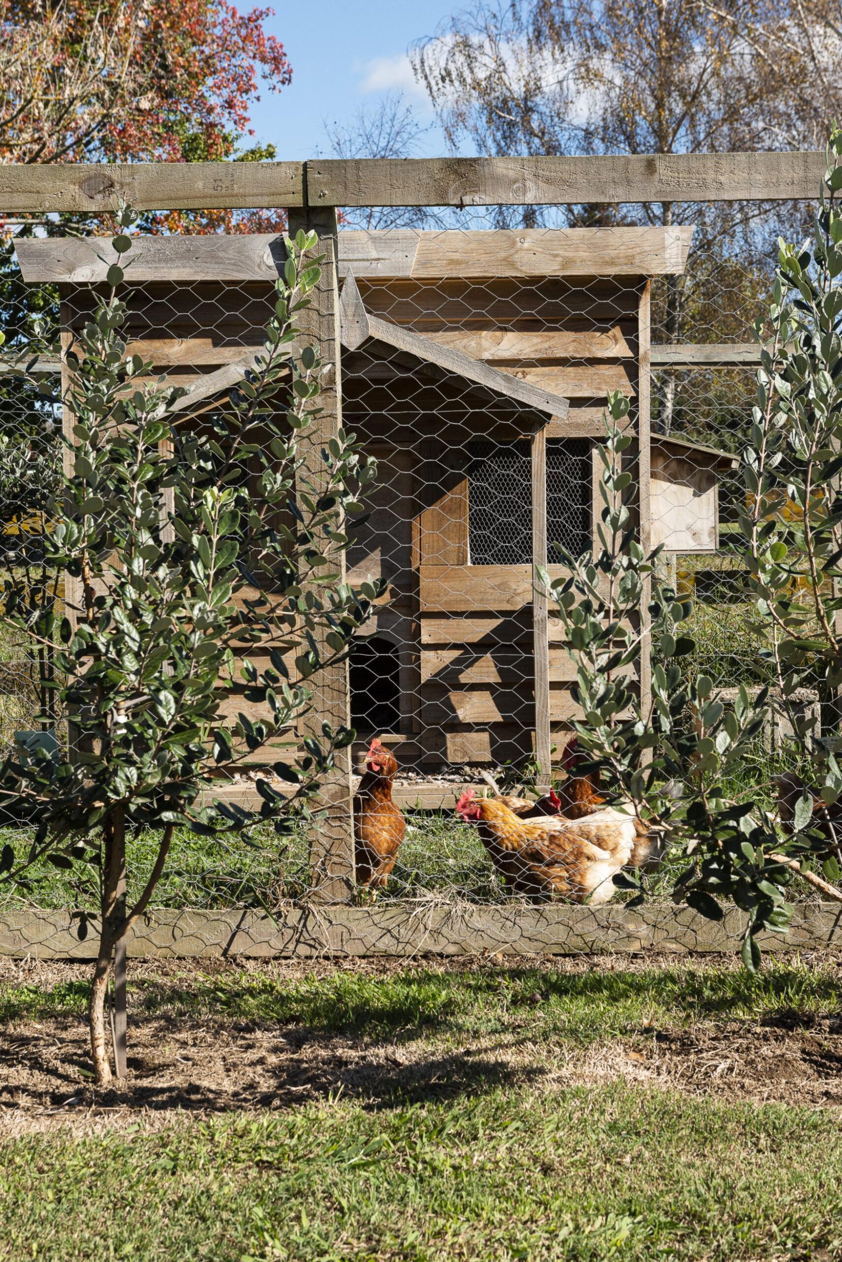 A chicken coop surrounded by trees and a hexagonal wire fence