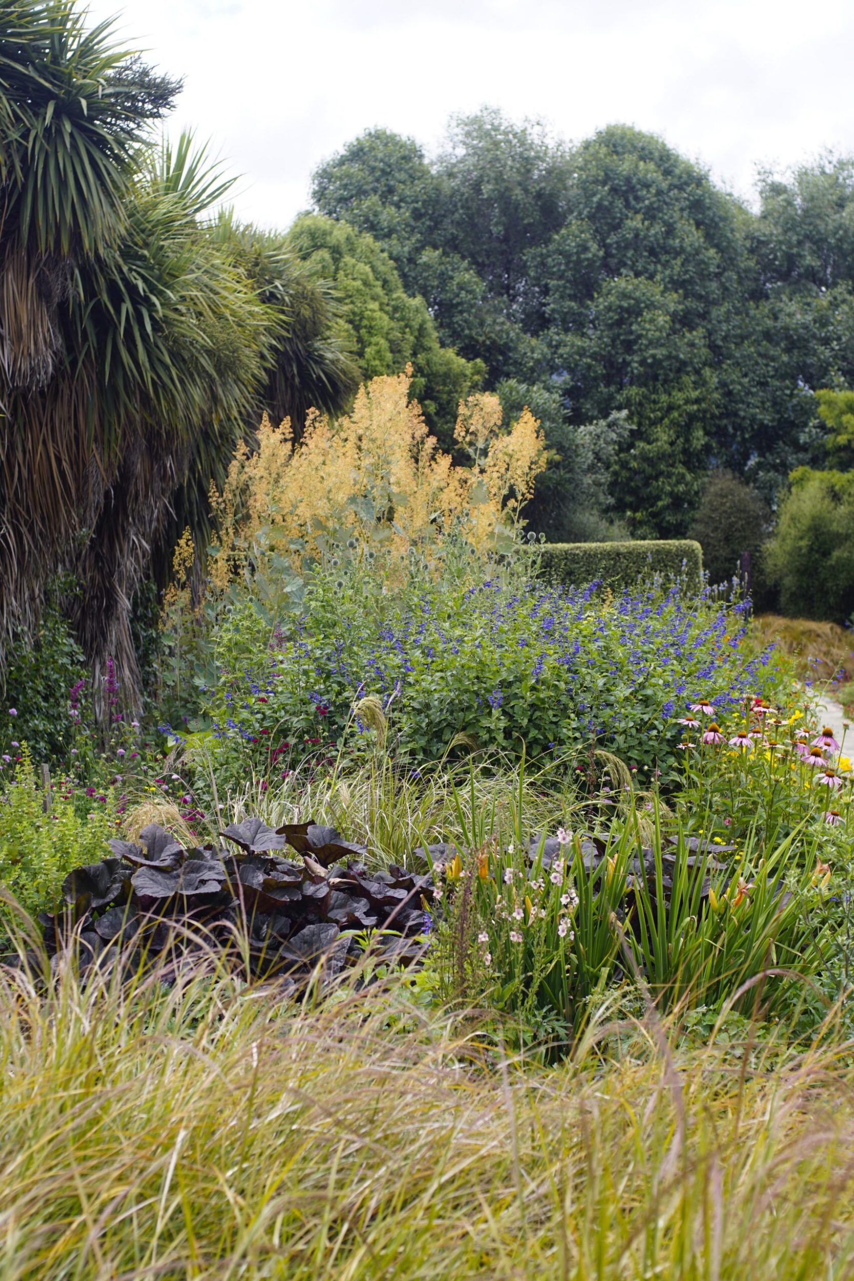 A garden blooming purple ligularia and golden-plumed Macleaya cordata