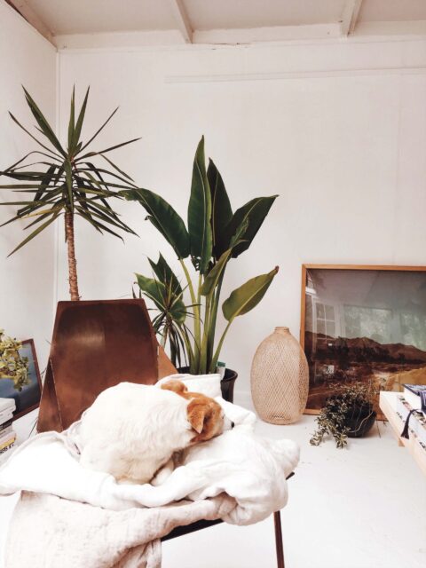 A white room with two potted plants, brown chair and a sleeping dog
