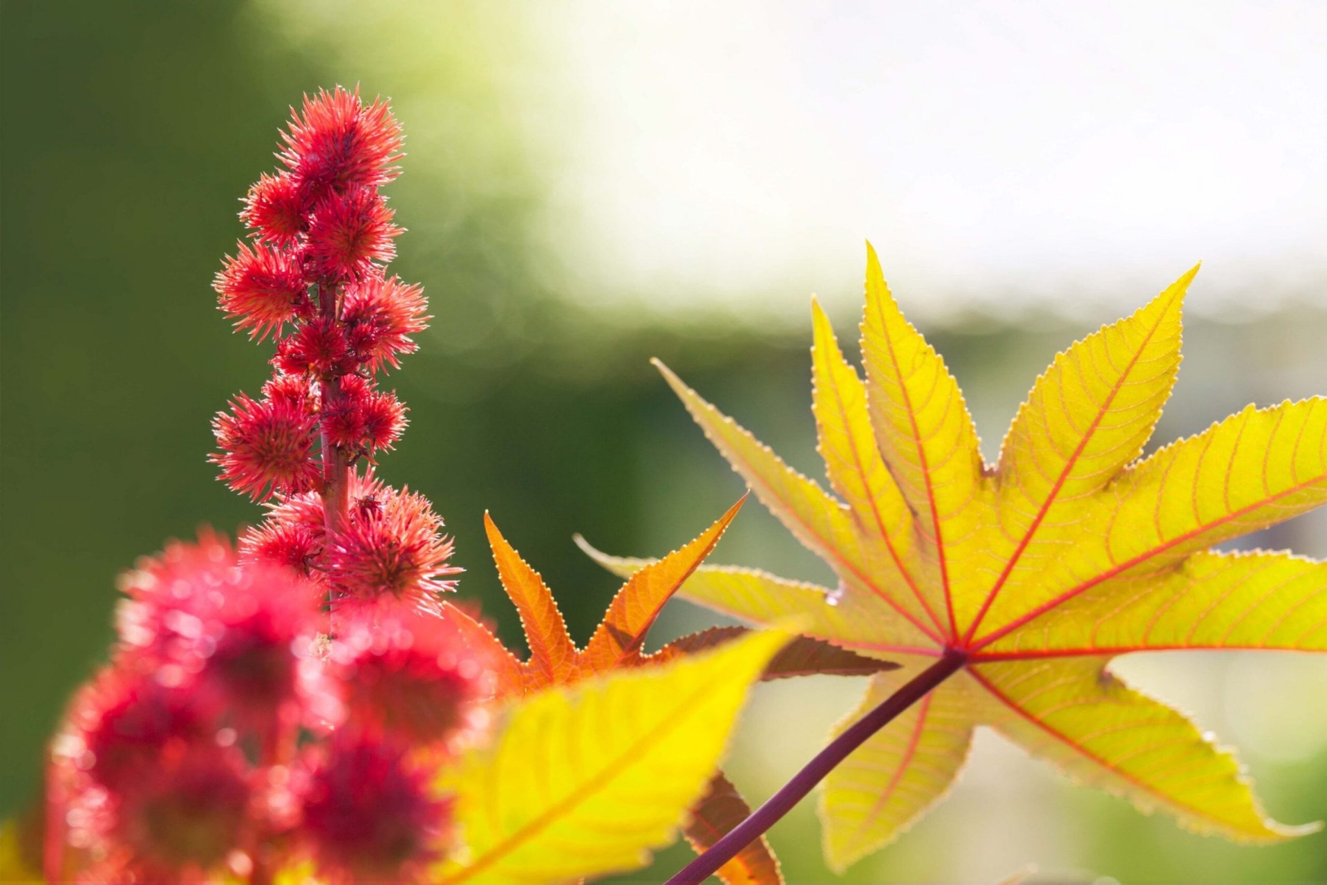 castor plant