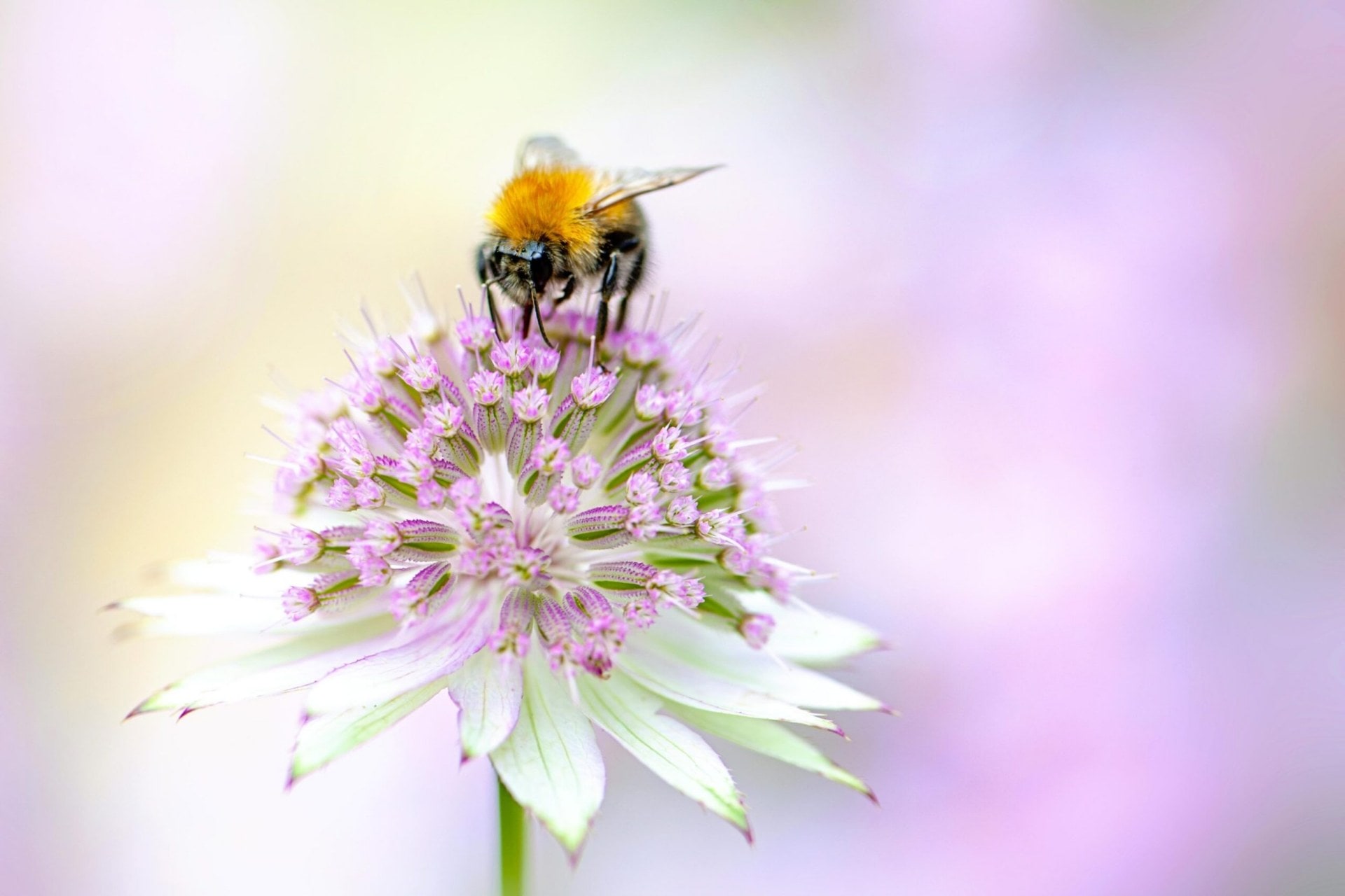 a bee on a small purple and white flower