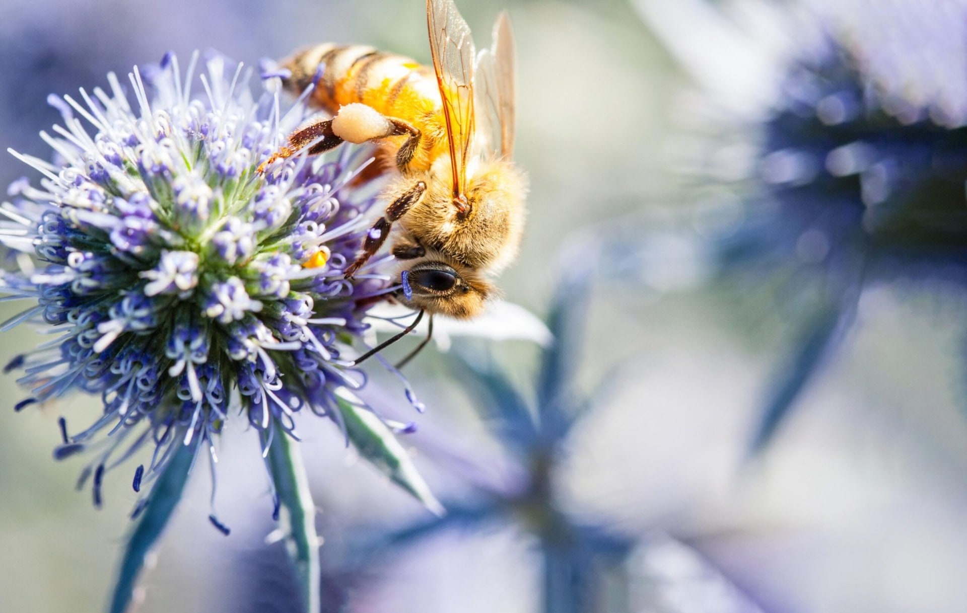 a bee on a purple flower