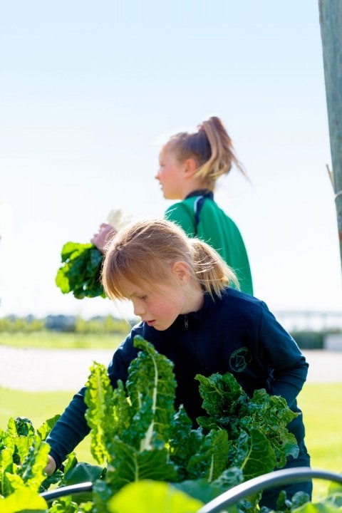 Two young school girls picking silverbeet