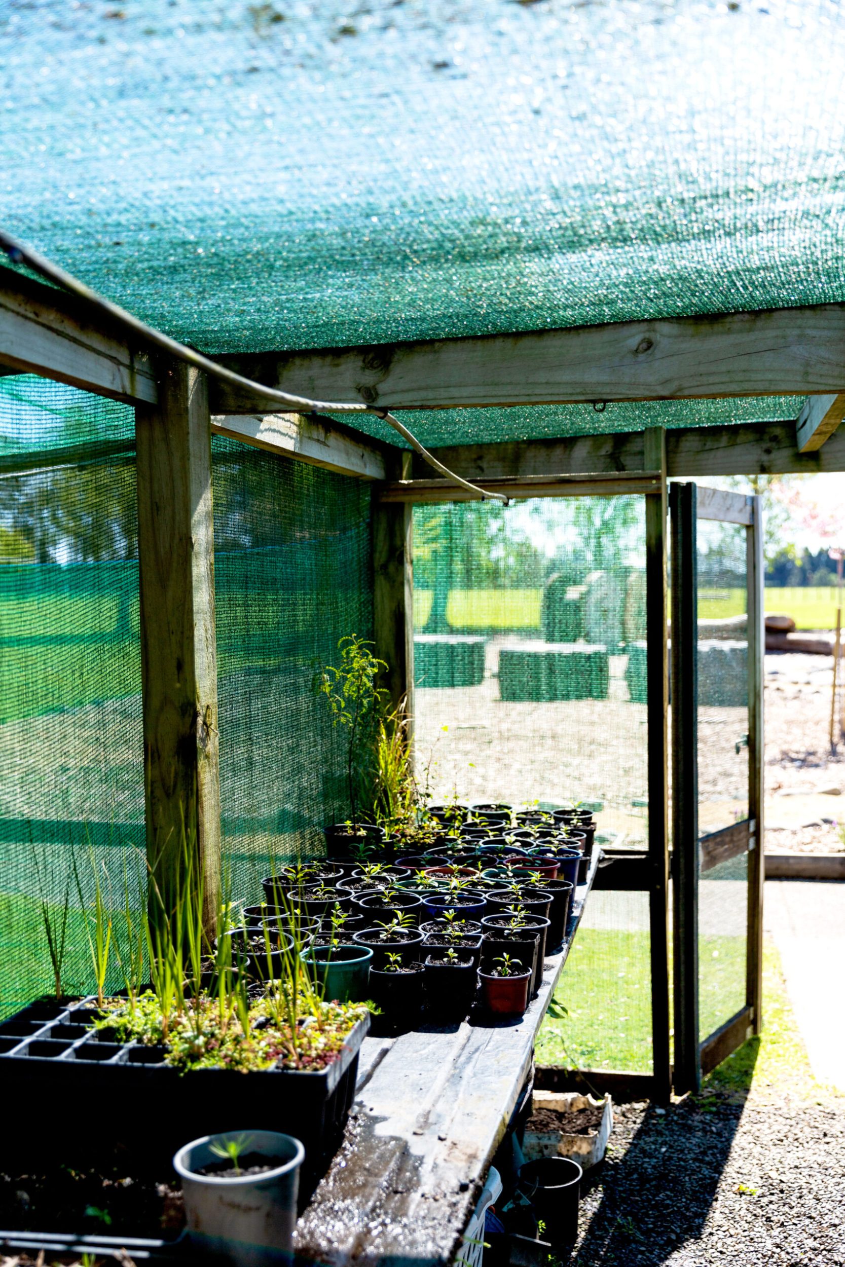 Seedlings growing in pots in shady shed 