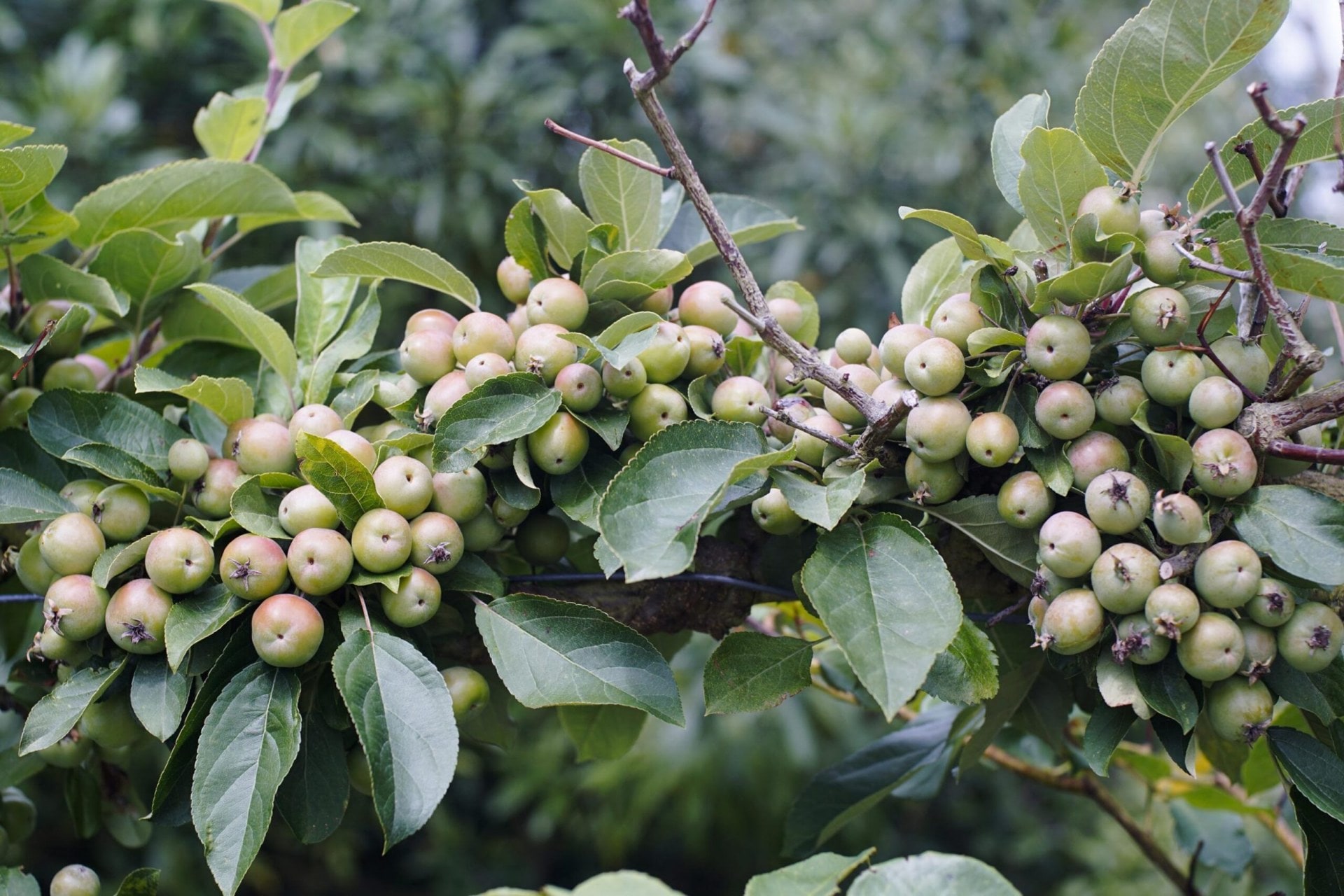 Golden Hornet crab apples growing on a tree