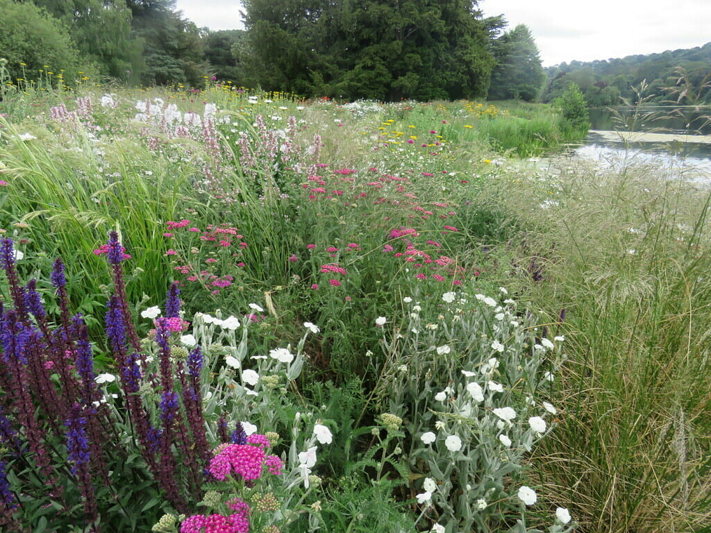 Perennial meadow at Trentham Gardens.