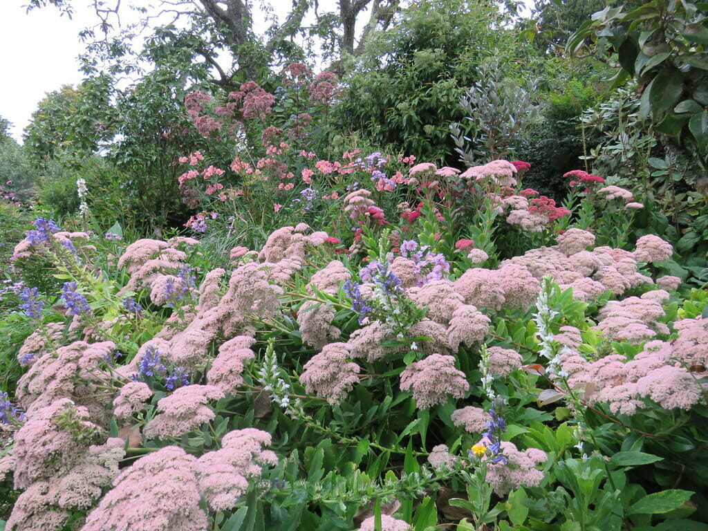 bee and butterfly garden.