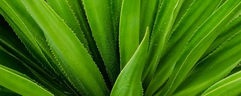 Close Up Of Aloe Plant