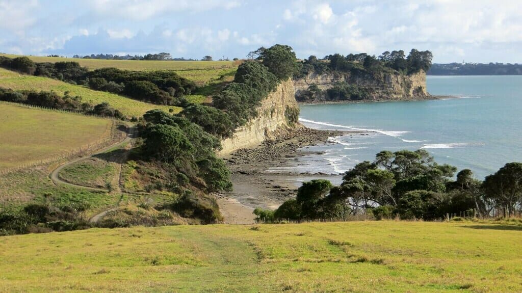 The Long Bay Coastal Walk- one of the best hikes of the North Island. 