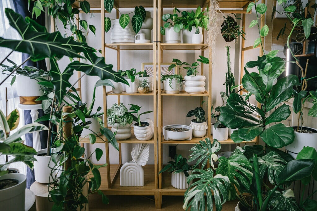Shelves with white pottery on them. Shelves surrounded by a range of green house plants. 