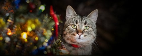 Close-Up Portrait Of Cat On Christmas Tree