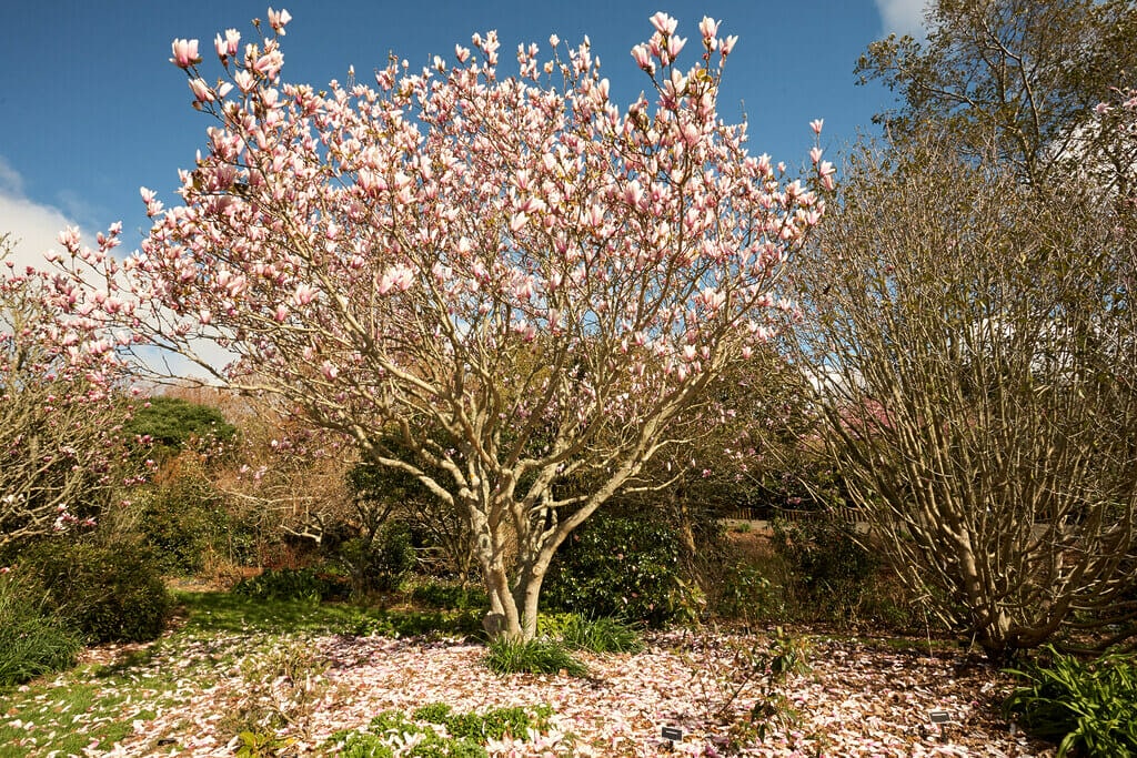 A magnolia tree at Auckland's Botanical Gardens