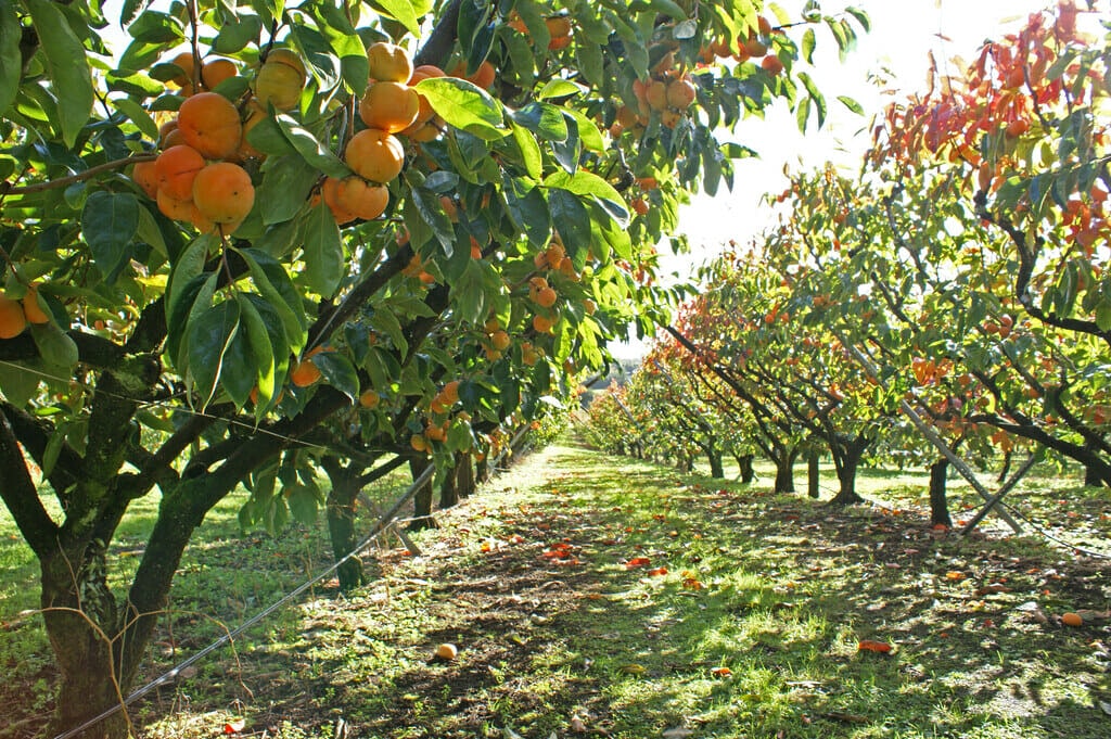 Orchard growing apricots