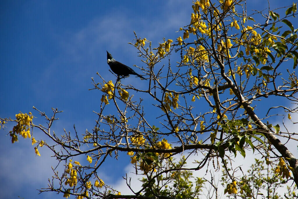 Native Pigeon sitting in kōwhai 