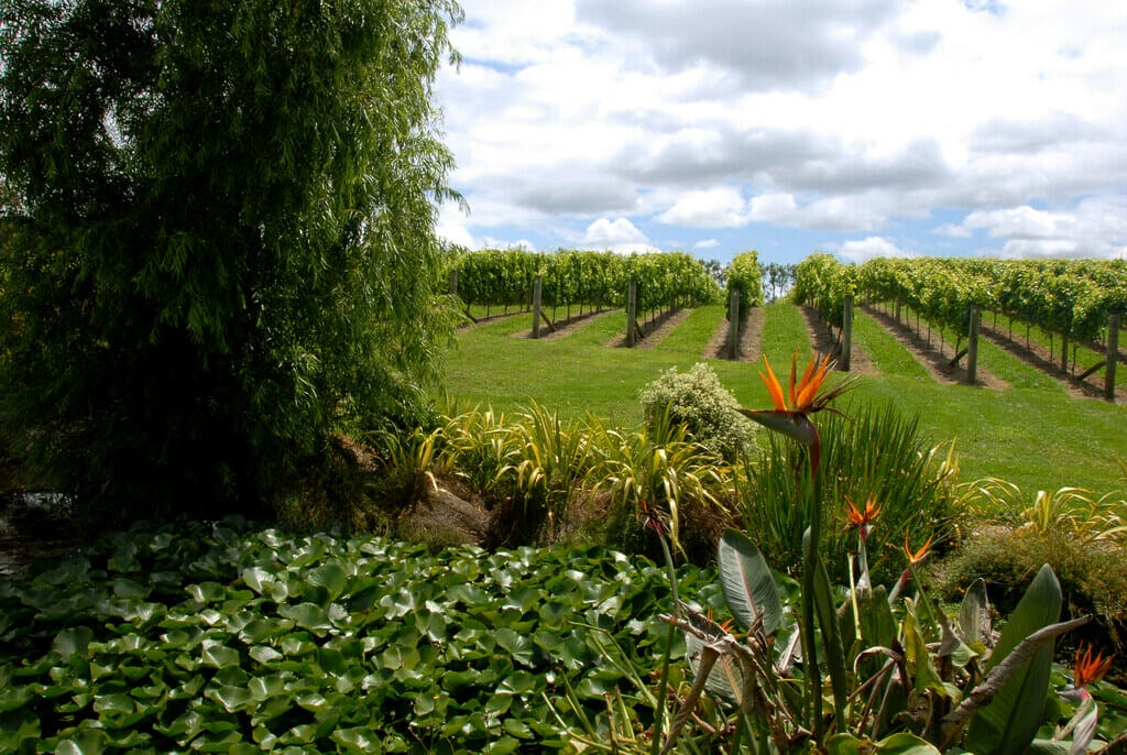 Bird of paradise flower foreground and wine vines in the background