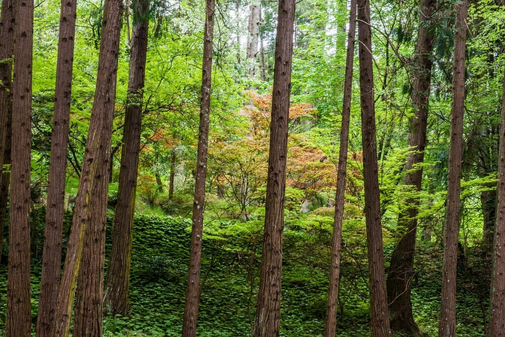 Forest of Cryptomeria japonica