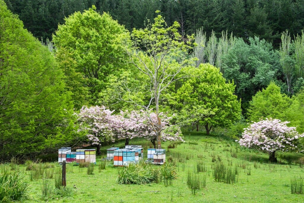 Paddock with beehives and tall trees.