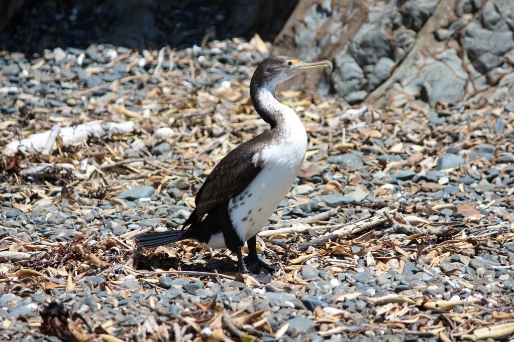 A pied shag (kāruhiruhi)