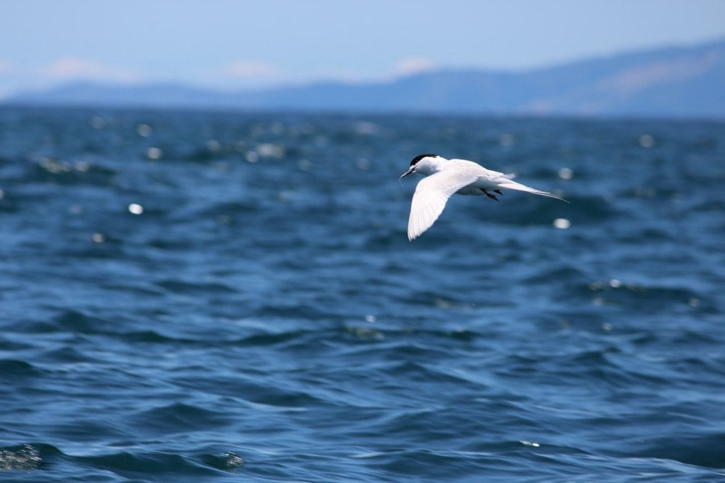 A white-fronted tern (tara)