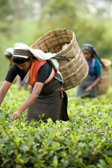 Dilmah tea brews a green legacy