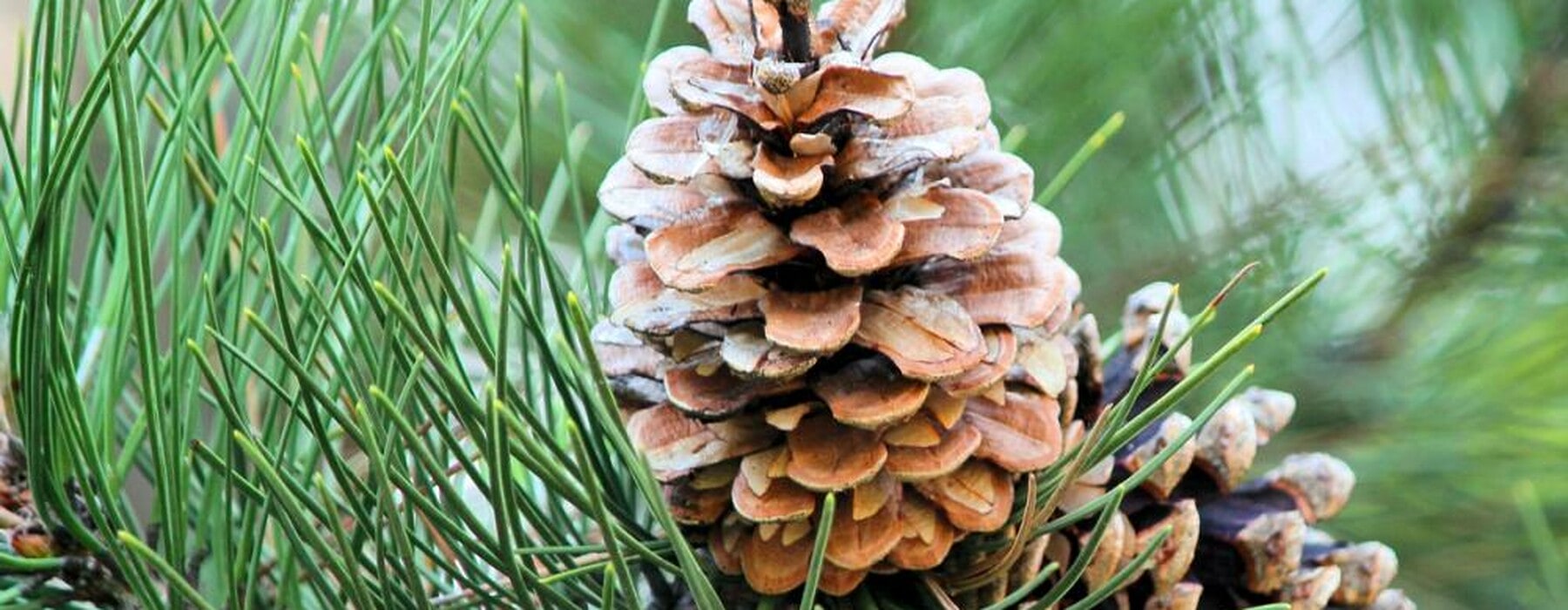 Close up of pine in pine tree