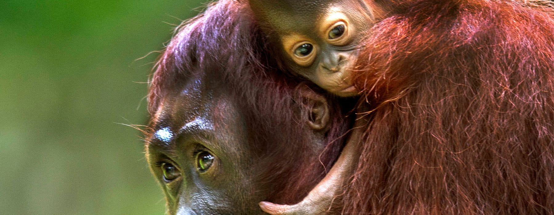 20d9f97f69f2e2a858c657a915d395c215d347ff-1600x1600-1