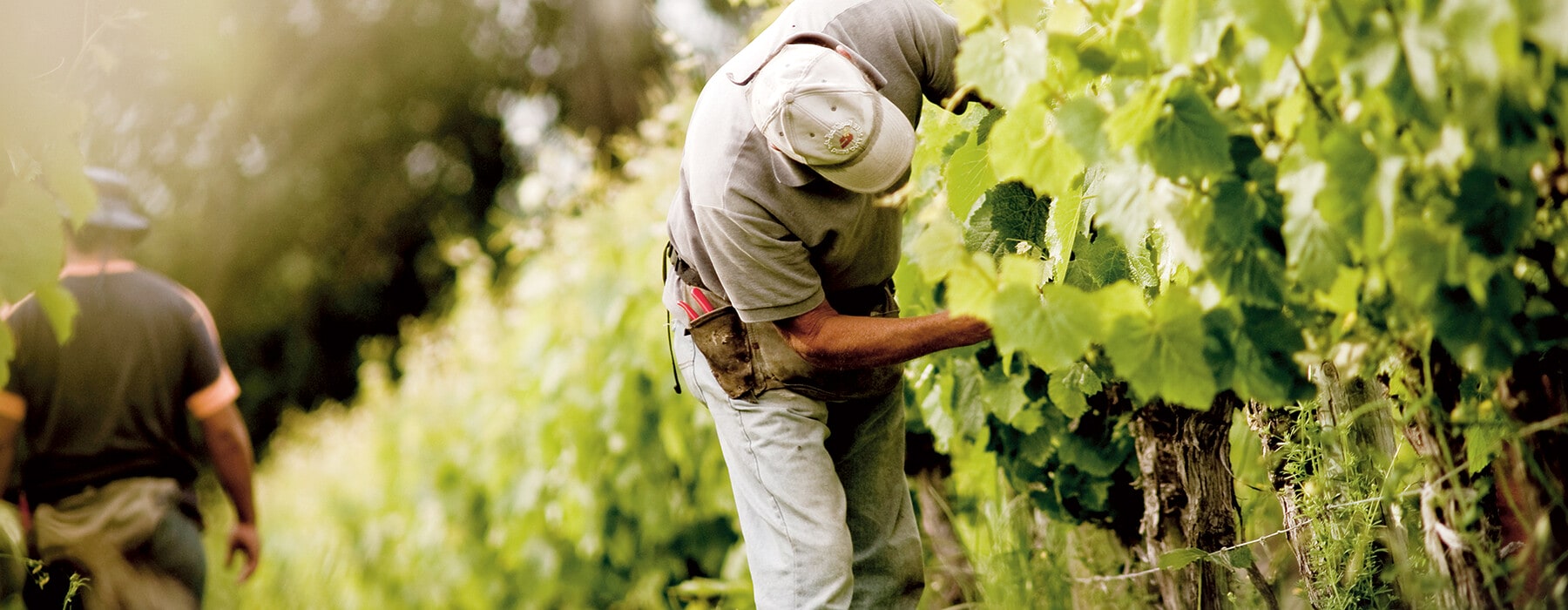 Man picking grapes from vines