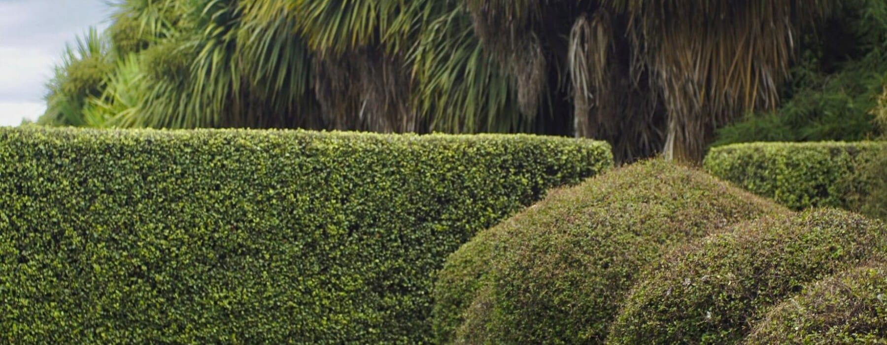 Cabbage-Reinventing-the-wild-scaled