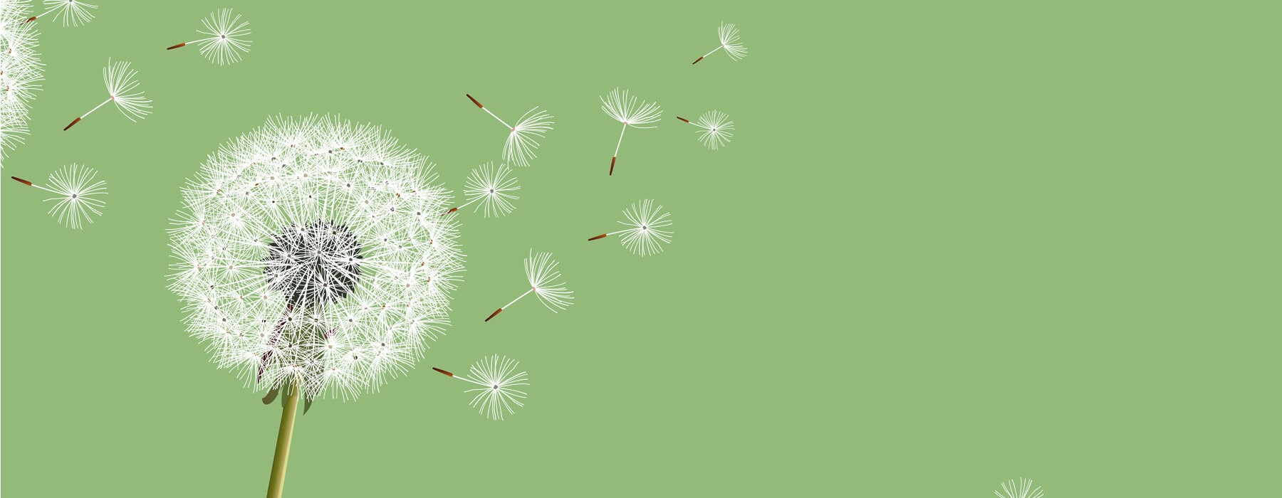 Dandelion blowing in the air against green background