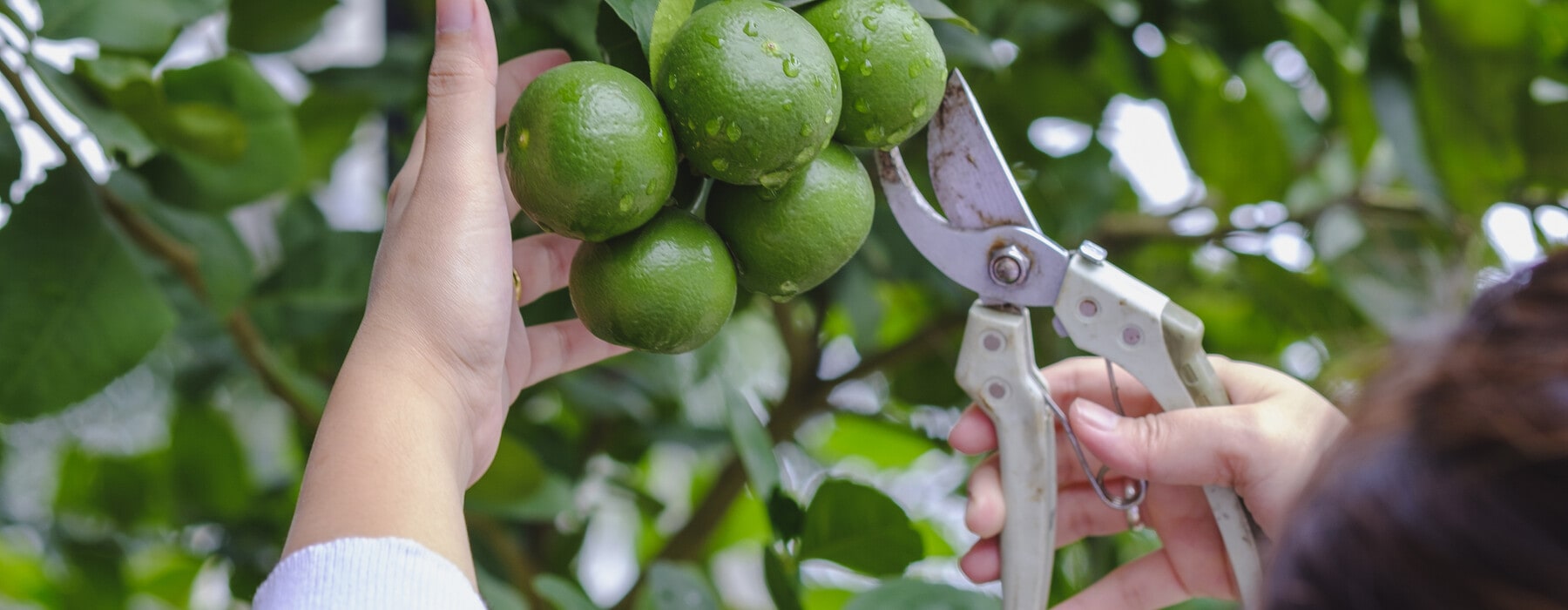 Cropped Hand Of Woman Harvest Green Lime By Pruning Shears