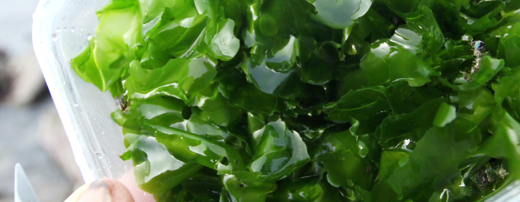 Guide-sea-lettuce