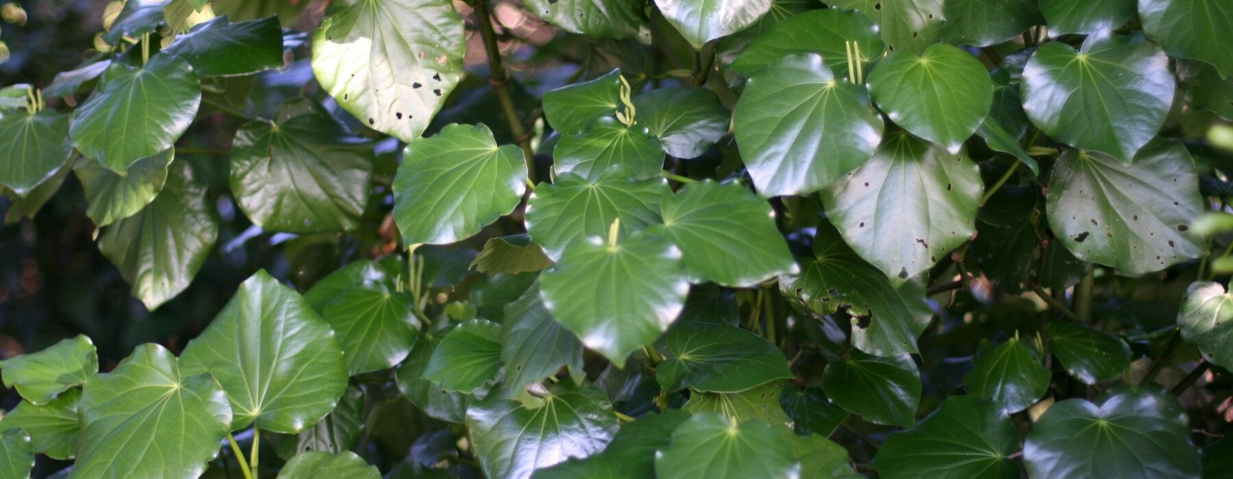 Kawakawa plant leaves