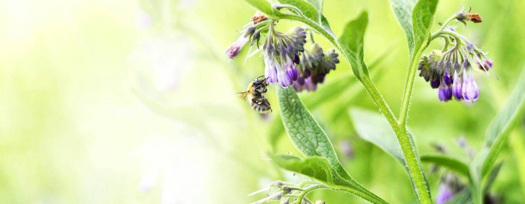 A close up of a comfrey plant with a bee on its flower