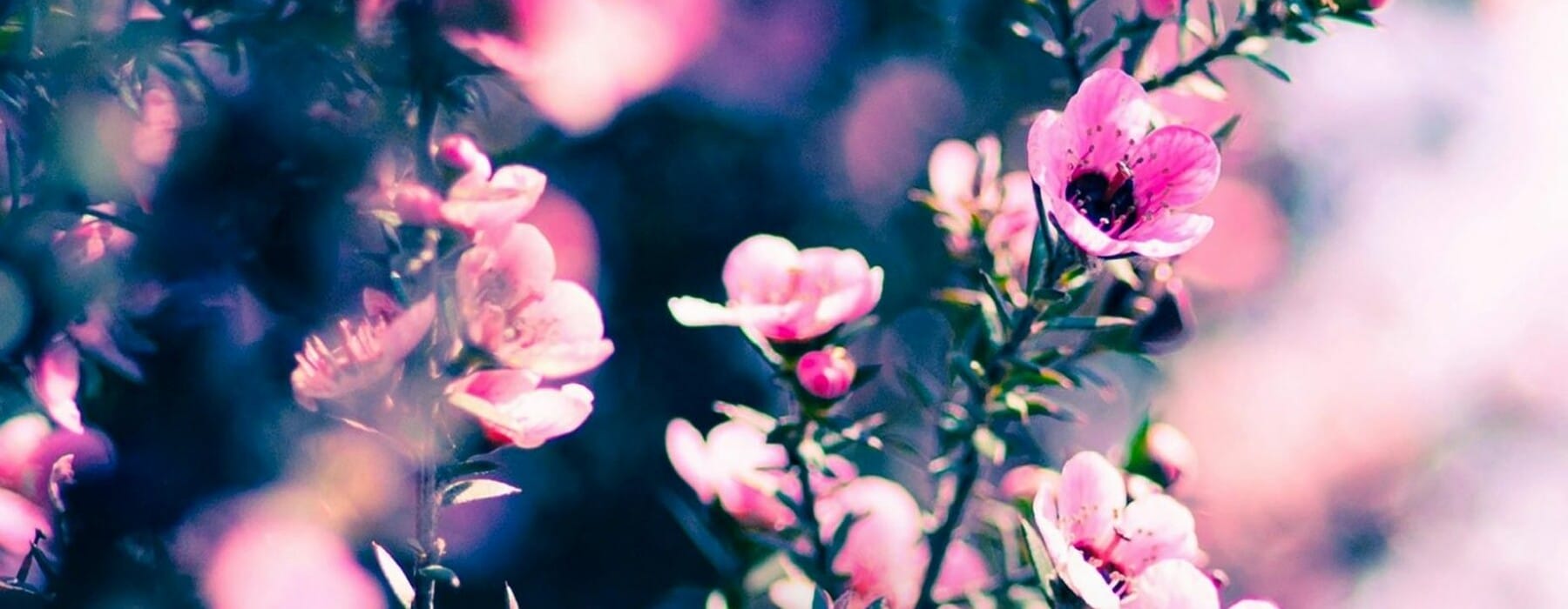 A Mānuka bush with pink flowers