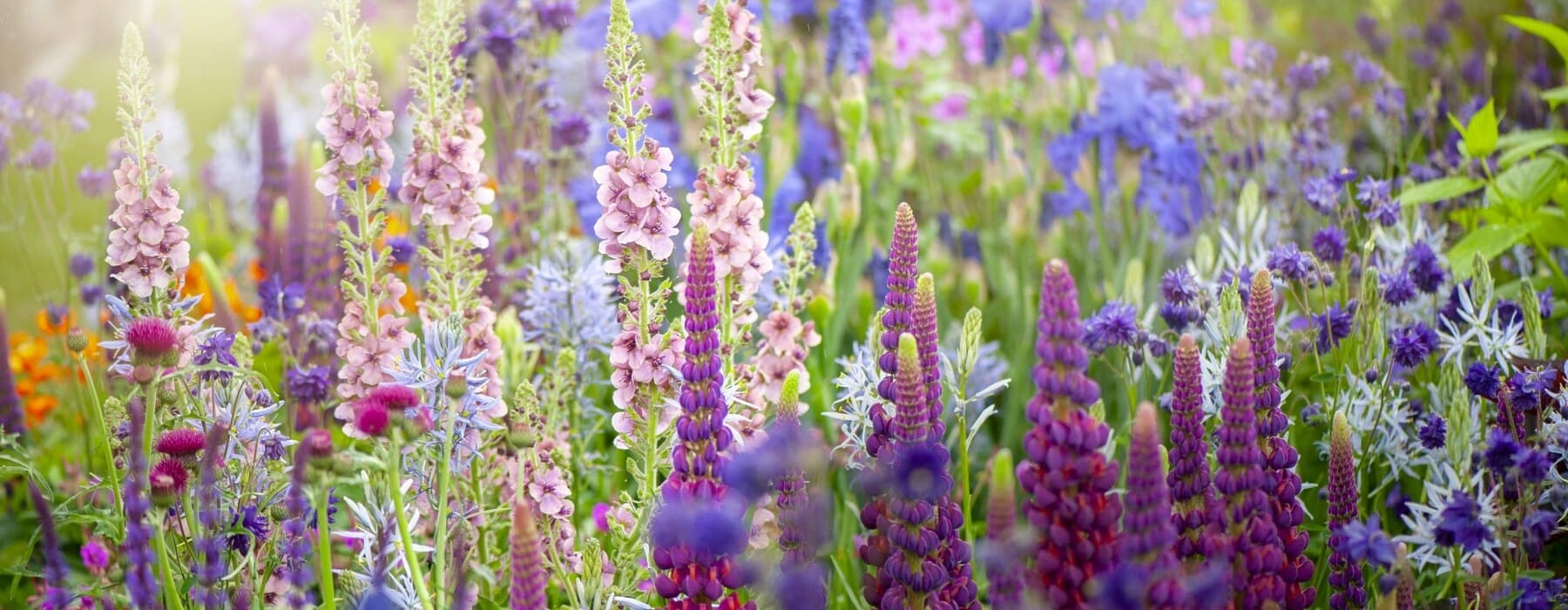 Field of colourful wild flowers