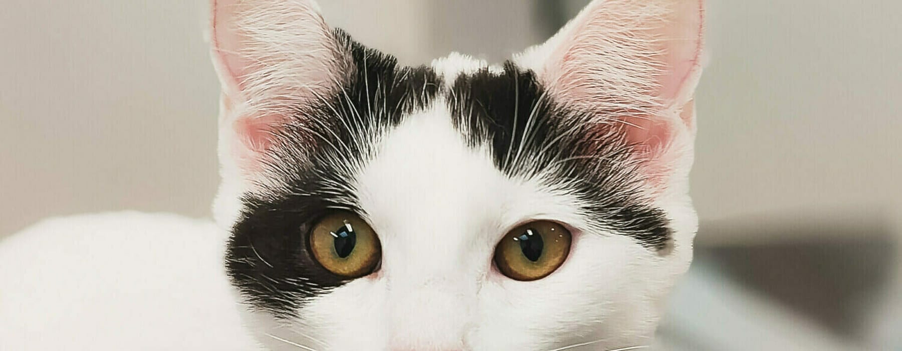 OPPO Reno 10 Pet Portrait-1