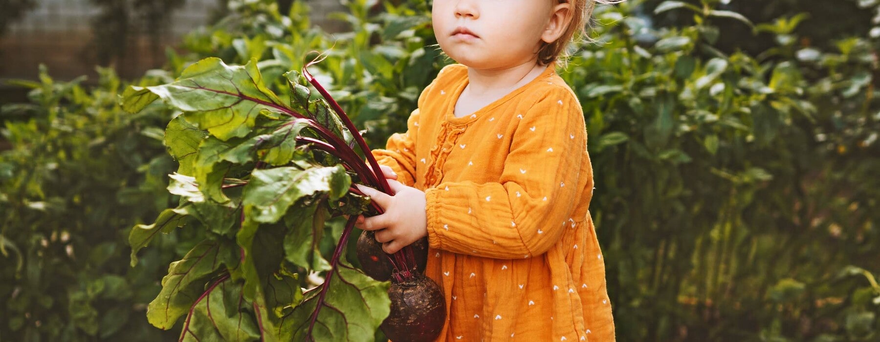 Child girl with beets freshly picked from garden healthy food organic vegetables home grown harvest agriculture concept