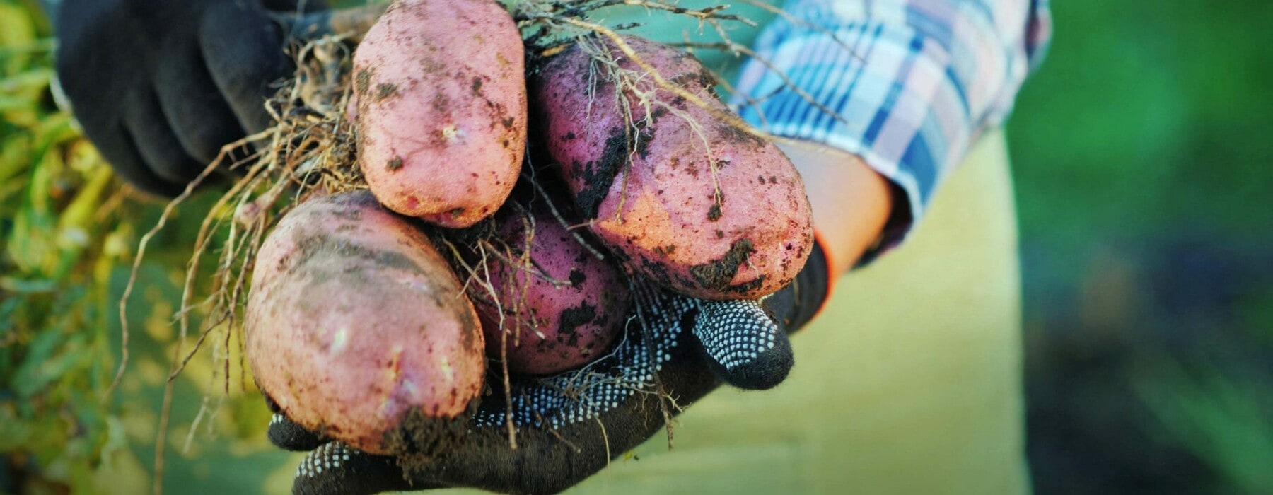 Gloved hands holding several dug up potatoes