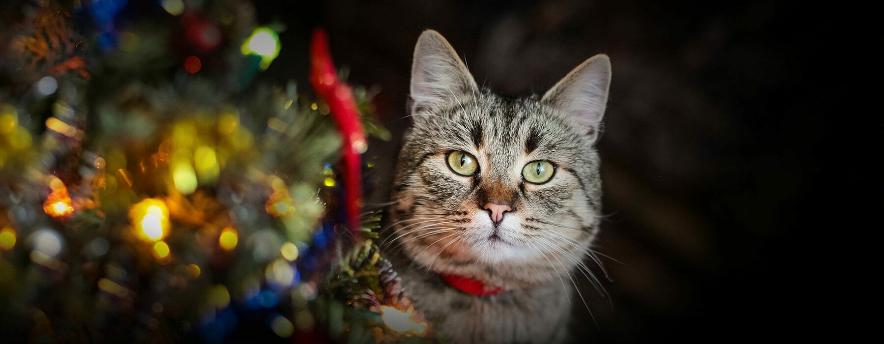 Close-Up Portrait Of Cat On Christmas Tree