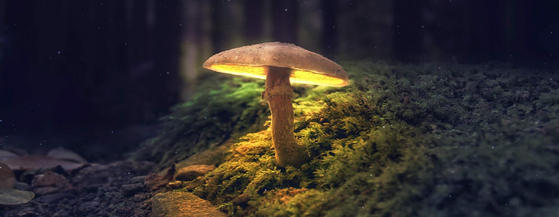 Mushroom,Wallpaper,,fantasy,Wallpaper,,4k,,Mushroom,Light,,Fantasy,Mushroom,,Jungle,