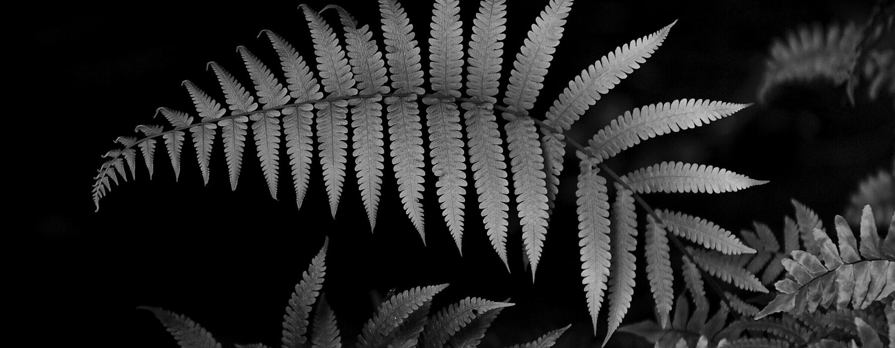 Abstract,Fern,Leaf,In,Forest,(,Freshness,Green,Leaf,Of